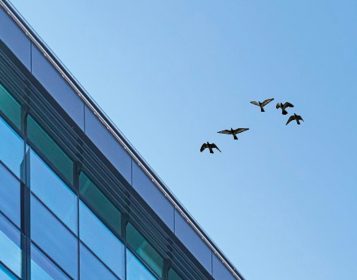 Birds flying near building